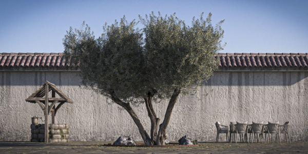 10 x Olive Tree Pack