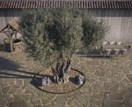 10 x Olive Tree Pack