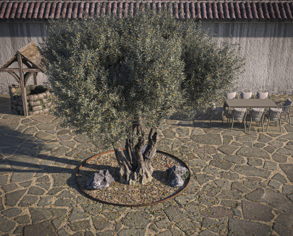 10 x Olive Tree Pack