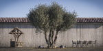 10 x Olive Tree Pack