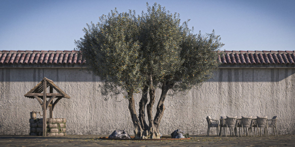 10 x Olive Tree Pack