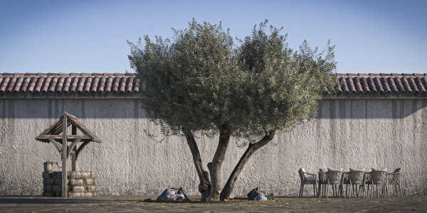 10 x Olive Tree Pack