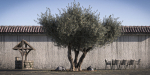 10 x Olive Tree Pack
