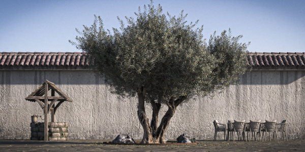 10 x Olive Tree Pack