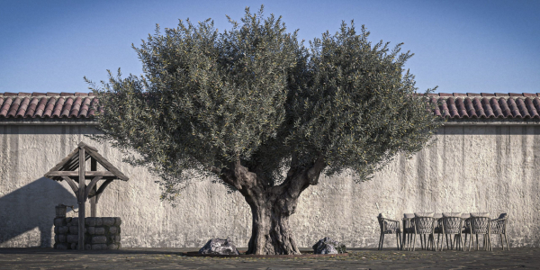 10 x Olive Tree Pack