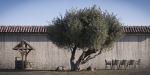 10 x Olive Tree Pack