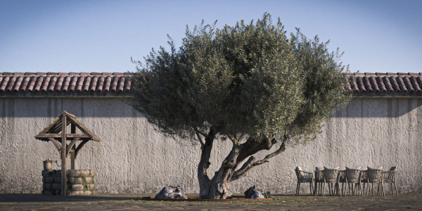 10 x Olive Tree Pack