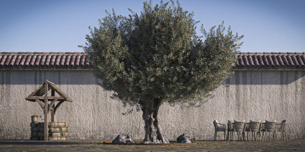 10 x Olive Tree Pack