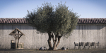 10 x Olive Tree Pack