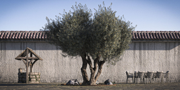 10 x Olive Tree Pack