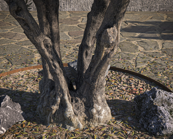 10 x Olive Tree Pack