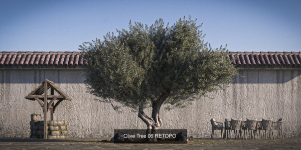 10 x Olive Tree Pack