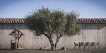 10 x Olive Tree Pack