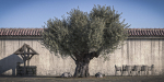 10 x Olive Tree Pack