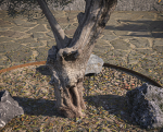 10 x Olive Tree Pack