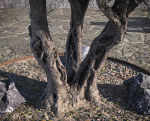 10 x Olive Tree Pack