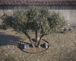 10 x Olive Tree Pack