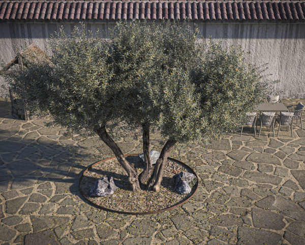10 x Olive Tree Pack