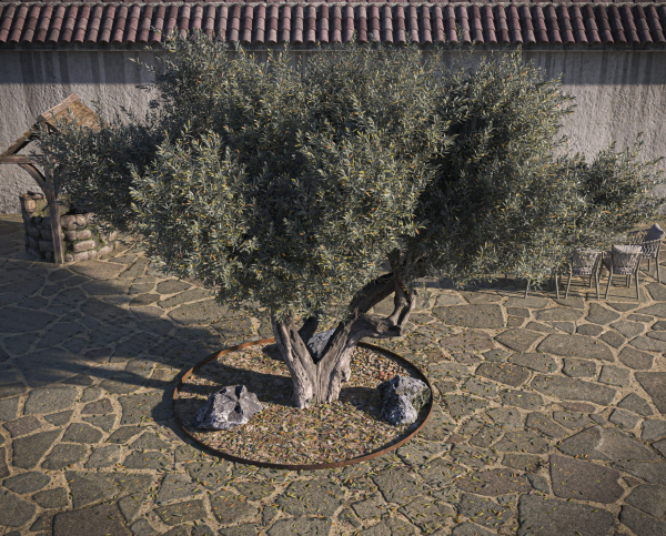10 x Olive Tree Pack