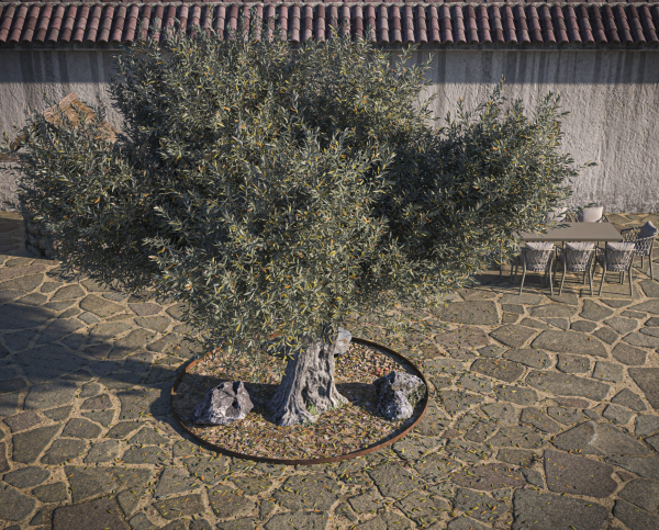 10 x Olive Tree Pack