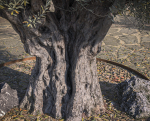 10 x Olive Tree Pack