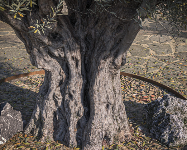 10 x Olive Tree Pack