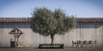 10 x Olive Tree Pack