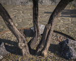 10 x Olive Tree Pack