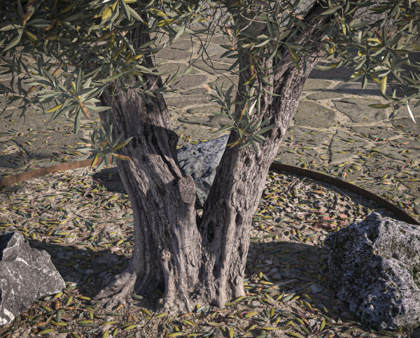 10 x Olive Tree Pack