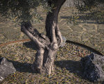 10 x Olive Tree Pack
