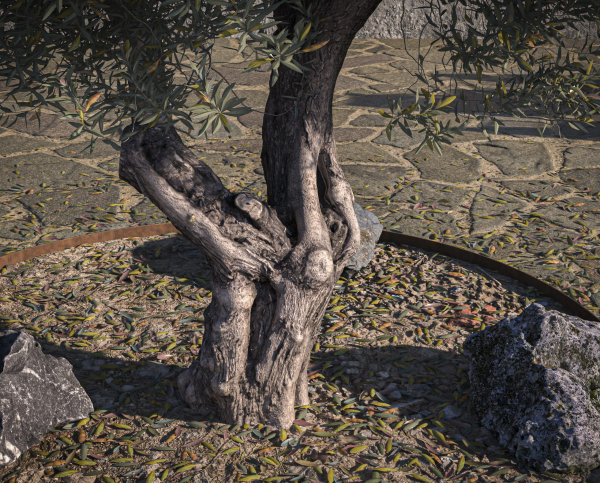 10 x Olive Tree Pack