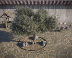 10 x Olive Tree Pack