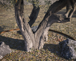 10 x Olive Tree Pack