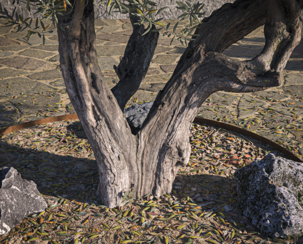 10 x Olive Tree Pack