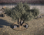 10 x Olive Tree Pack