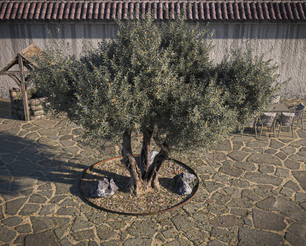 10 x Olive Tree Pack