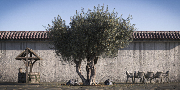 10 x Olive Tree Pack