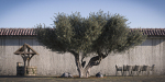 10 x Olive Tree Pack