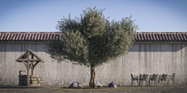 10 x Olive Tree Pack