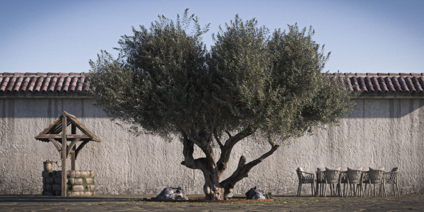 10 x Olive Tree Pack