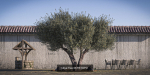 10 x Olive Tree Pack