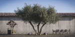 10 x Olive Tree Pack