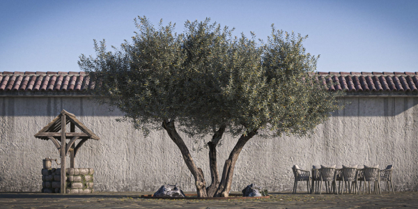 10 x Olive Tree Pack