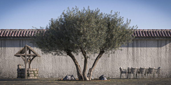 10 x Olive Tree Pack