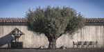 10 x Olive Tree Pack