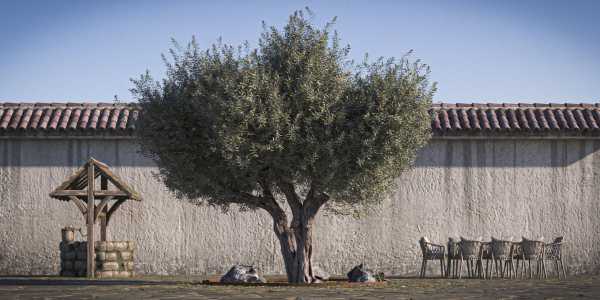 10 x Olive Tree Pack