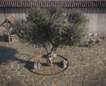 10 x Olive Tree Pack