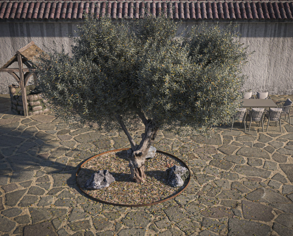 10 x Olive Tree Pack