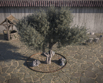 10 x Olive Tree Pack