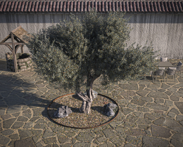 10 x Olive Tree Pack